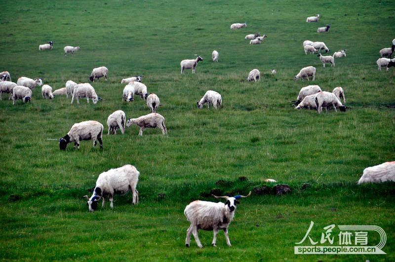 羊群在吃草