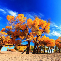 内蒙古旅游：额济纳胡杨林                            额济纳旗面积为114606平方公里，人口约2万，多为无人居住的沙漠区域。该保护区面积39万亩，主要保护古老的遗树种――胡杨。